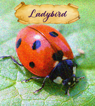 ladybird